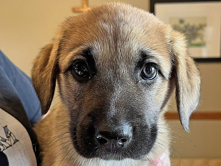 chinook puppy